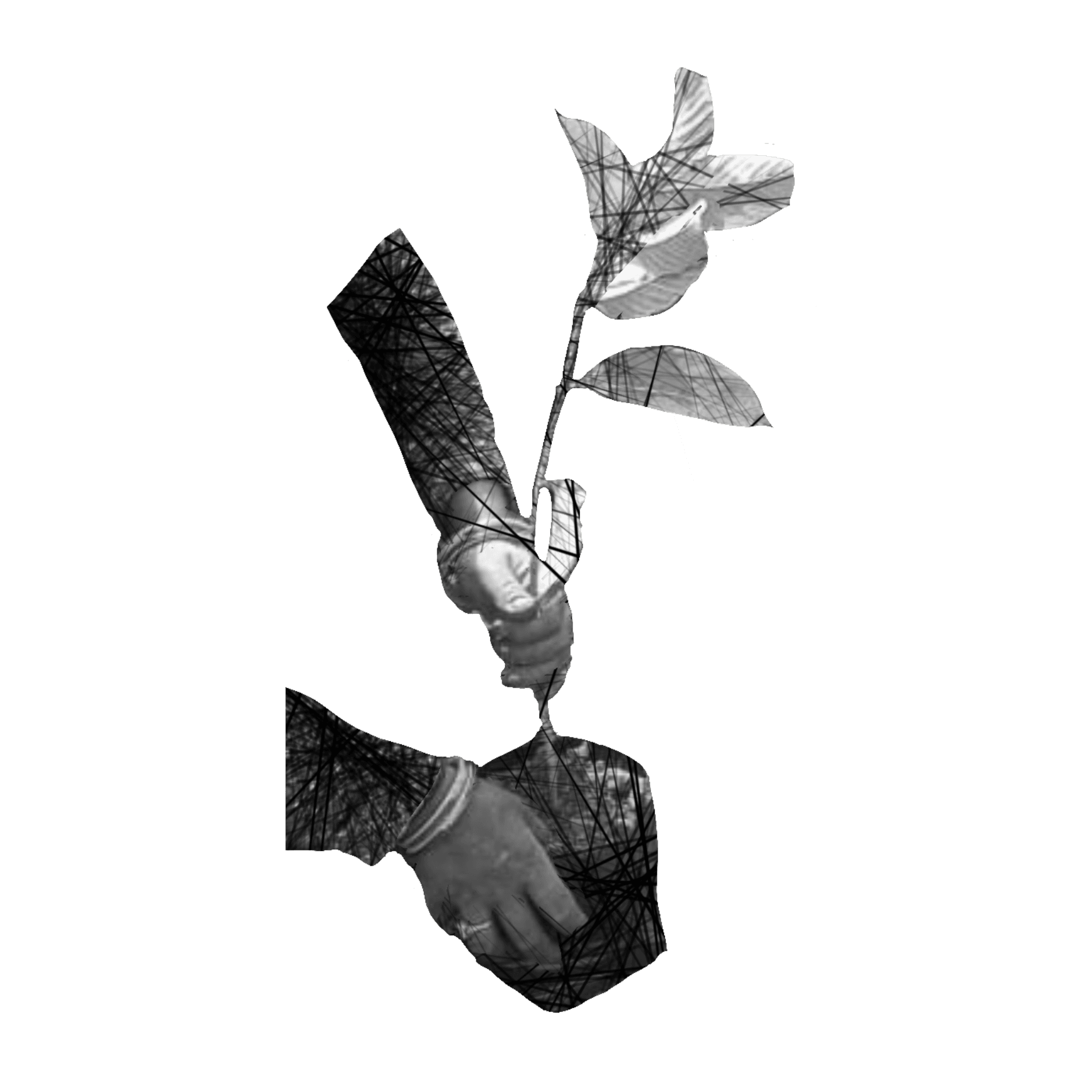 ibcri-1