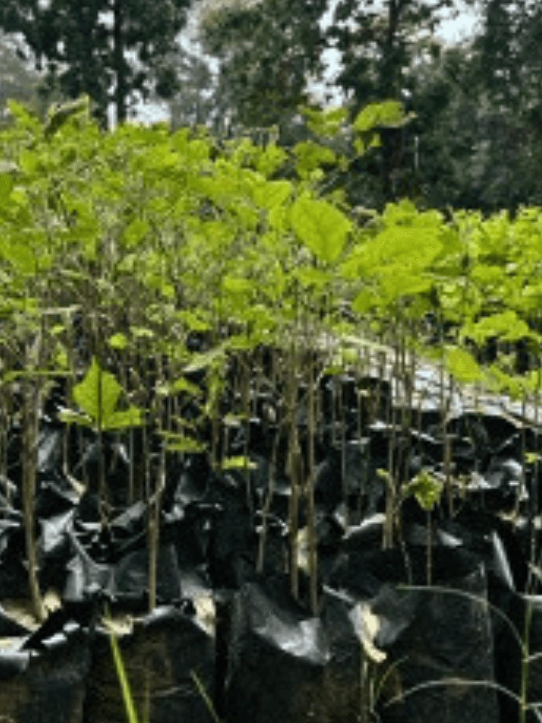 swiftgreen-2