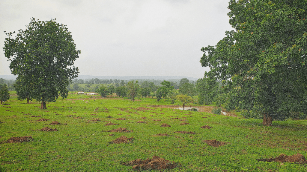agroforestry-project-central-india